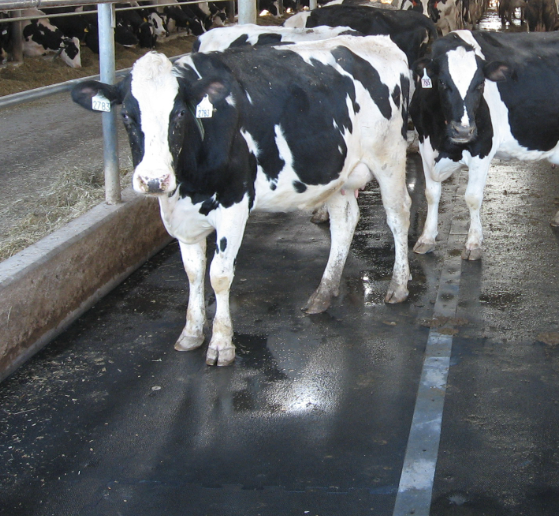 12mm Agriculture and Horse Stall mat 6ft x 4ft